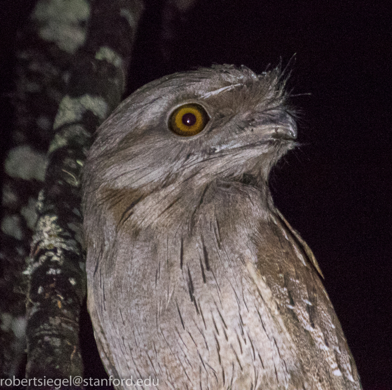 tawny frogmouth